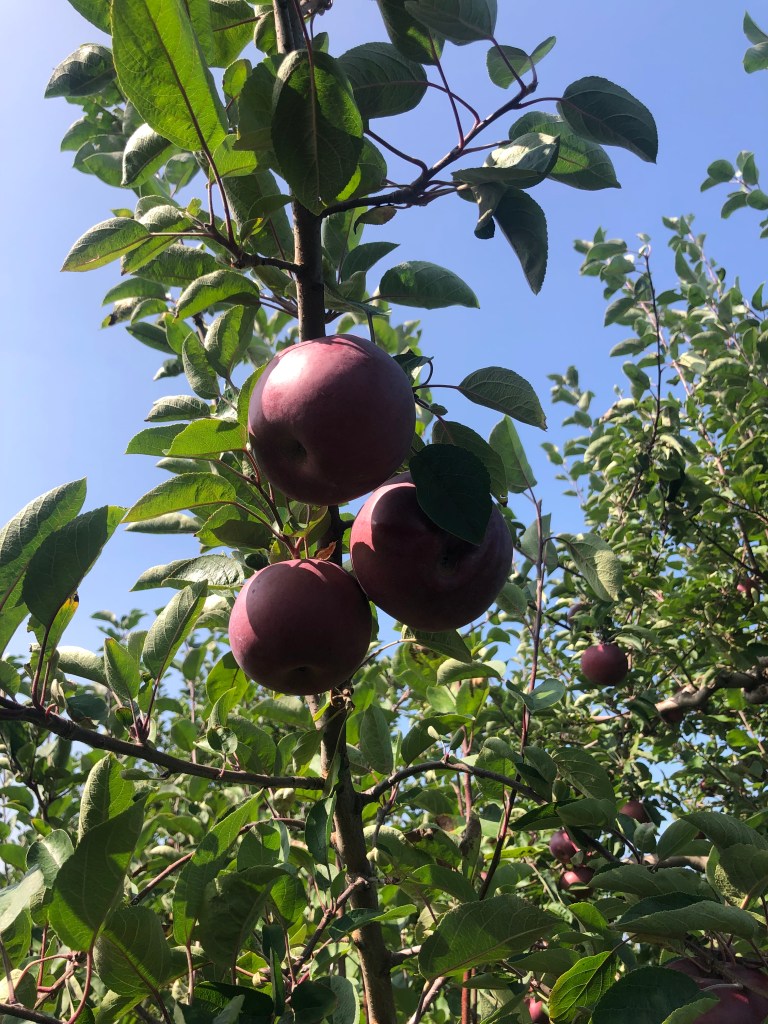 Battleview Orchards-look at those apples, nearly black but so tasty
